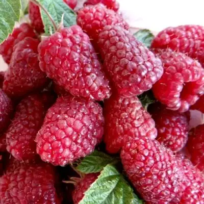 Малина КАСКАД ДЕЛАЙТ в Мозыре