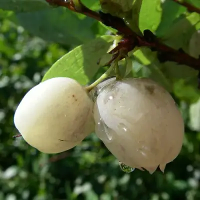 Голубика СНЕГУРОЧКА в Мозыре