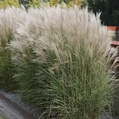 Мискантус КЛЯЙН СИЛЬБЕРСПАЙН китайский  в Мозыре