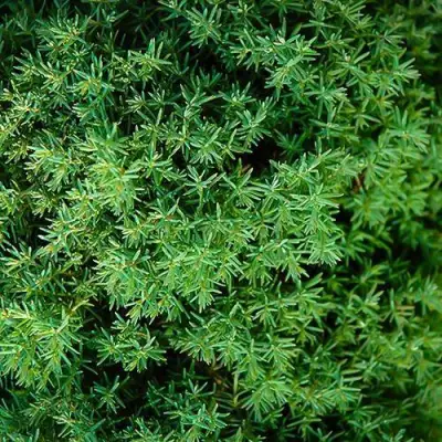 Туя ТЕДДИ западная в Мозыре