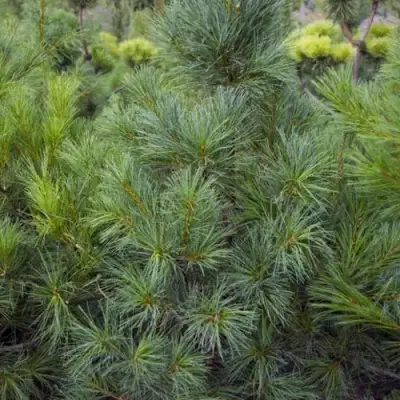 Сосна АРМАНДИ в Мозыре