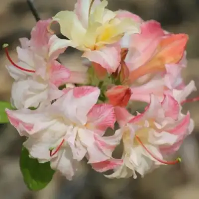 Азалия КЭННОНС ДАБЛ листопадная в Мозыре