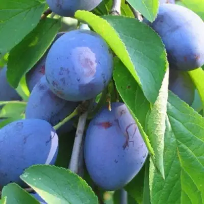 Слива ПЕРДРИГОН в Мозыре