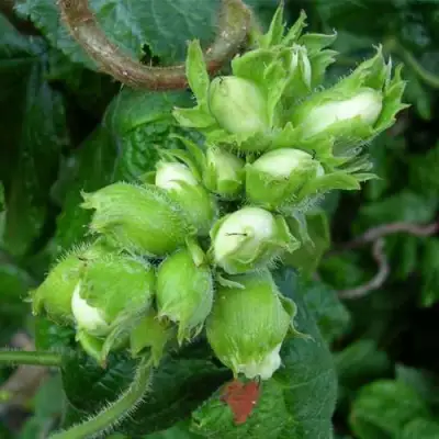 Фундук ВЕББА ЦЕННЫЙ в Мозыре