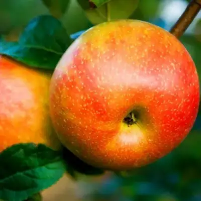 Яблоня АБРИКОСОВАЯ в Мозыре