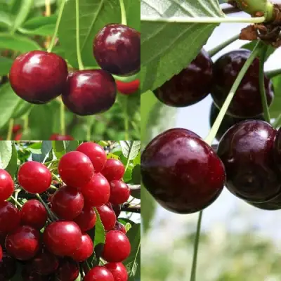 Комплект ВИШНЕВЫЙ САД в Мозыре