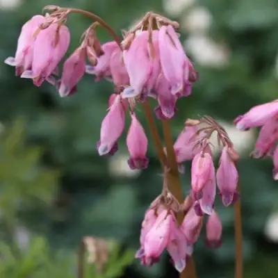 Дицентра изящная в Мозыре