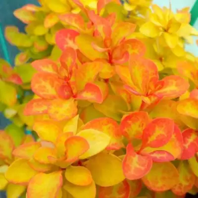 Барбарис САММЕР САНСЕТ тунберга в Мозыре