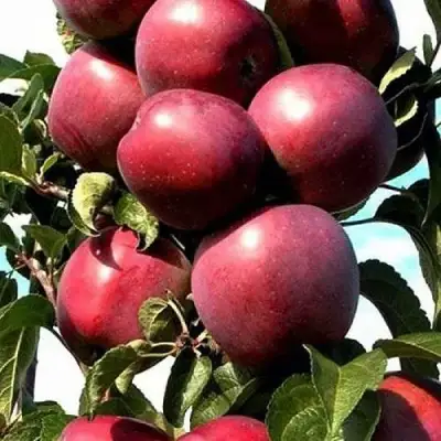 Яблоня СОЗВЕЗДИЕ колонновидная в Мозыре