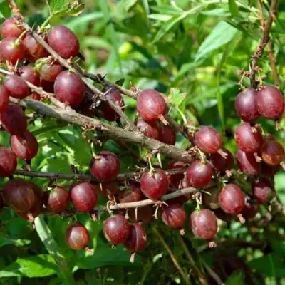 Крыжовник ОЛАВИ (ХИННОНМАЕН ПУНАЙНЕН) в Мозыре