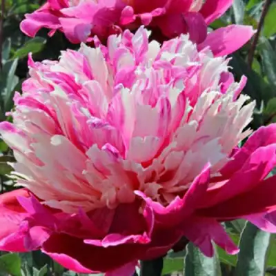 Пион ДЕЙДРИМ травянистый в Мозыре