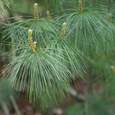 Сосна АРМАНДИ в Мозыре