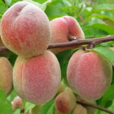 Персик ЕЛГАВСКИЙ в Мозыре