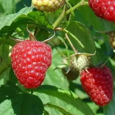 Малина ТАДМОР в Мозыре