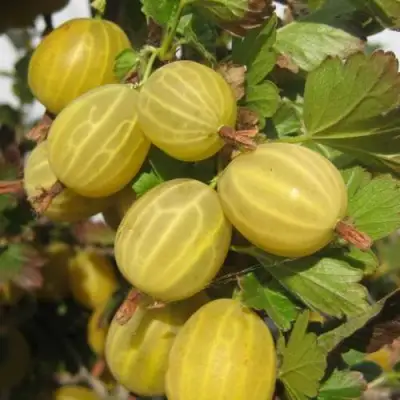 Крыжовник ЯРОВОЙ в Мозыре