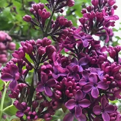 Сирень ЛЮДВИГ ШПЕТ в Мозыре