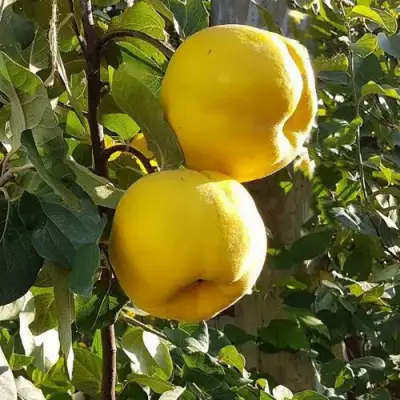 Айва МАРИЯ в Мозыре