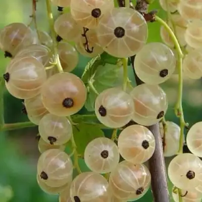 Смородина белая СМОЛЬЯНИНОВСКАЯ в Мозыре