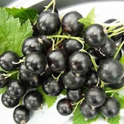 Смородина чёрная ТИТАНИЯ в Мозыре