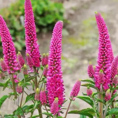 Вероника ФЕРСТ ЛАВ длиннолистная в Мозыре