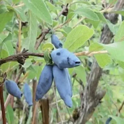 Жимолость съедобная ПУШКИНСКАЯ в Мозыре