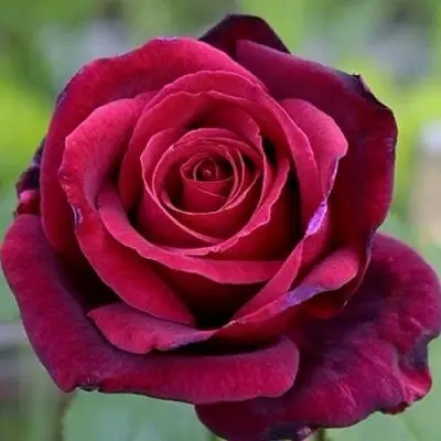 Роза ПАПА МЕЙЯН чайно-гибридная в Мозыре