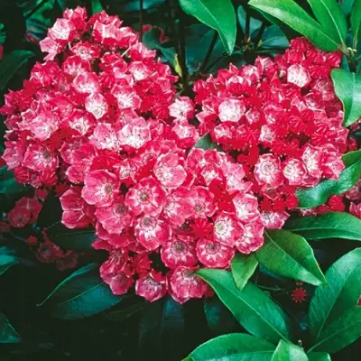 Кальмия КАРДИНАЛ в Мозыре