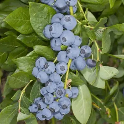 Голубика ЛИБЕРТИ в Мозыре