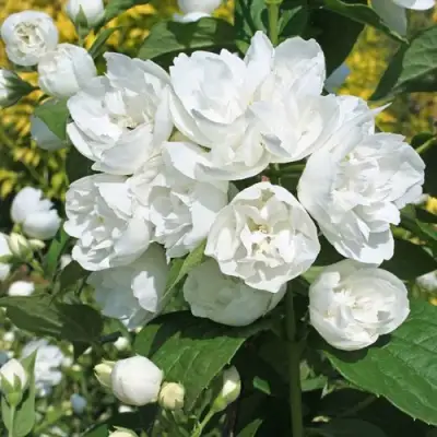 Жасмин махровый в Мозыре