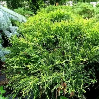 Кипарисовик ФИЛИФЕРА АУРЕА ВАРИЕГАТТА горохоплодный в Мозыре