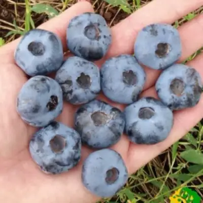 Голубика ЧАНДЛЕР в Мозыре