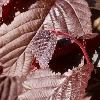 Фундук СИРЕНА в Мозыре