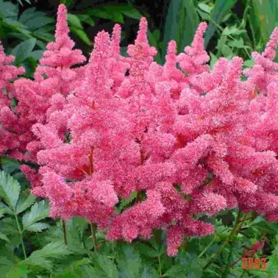 Астильба БОНН японская в Мозыре