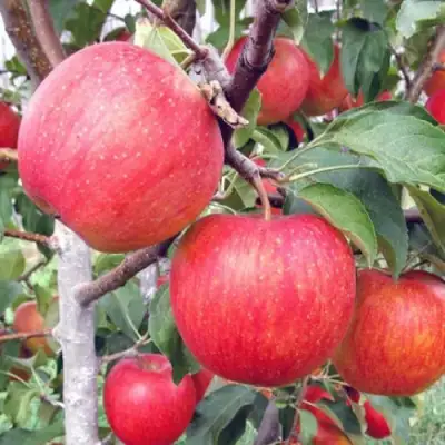 Яблоня ЖЕНЕВА (ЖЕНЕВА ЭРЛИ) в Мозыре