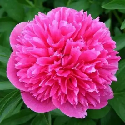 Пион ОФФИЦИНАЛИС РОЗЕА ПЛЕНА травянистый в Мозыре