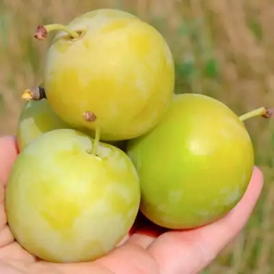 Слива РЕНКЛОД ранний в Мозыре