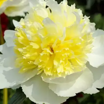 Пион ХАННИ ГОЛД травянистый в Мозыре