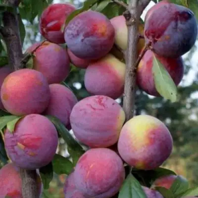 Слива ИМПЕРИАЛ колонновидная в Мозыре