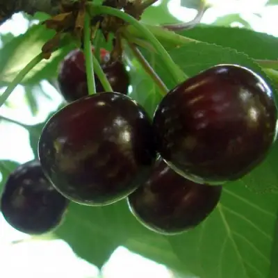 Дюк КСЕНИЯ (ЧЕРЕВИШНЯ) в Мозыре