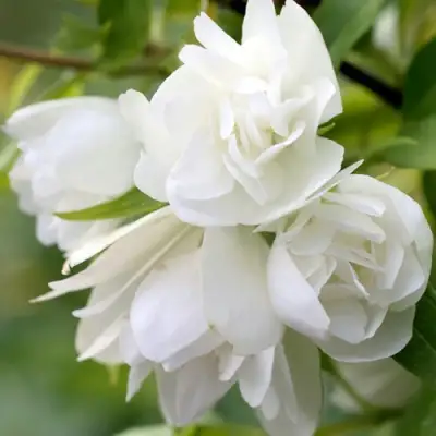 Жасмин МАНТО Д’ЭРМИН в Мозыре