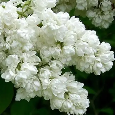 Сирень ПАМЯТЬ О КОЛЕСНИКОВЕ в Мозыре