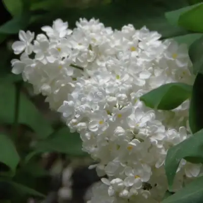 Сирень РУССКИЙ СЕВЕР в Мозыре