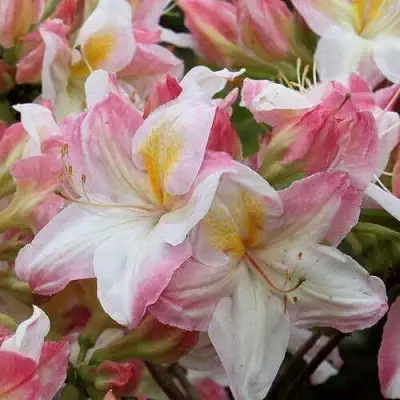 Азалия САТОМИ японская в Мозыре