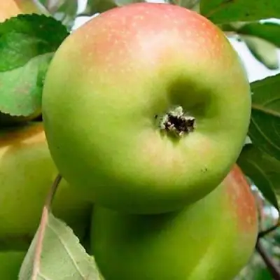 Яблоня БРАТ ЧУДНОГО стелющаяся в Мозыре