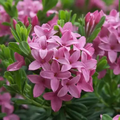 Волчеягодник КОЛЛИНА ГАРАЛЕНС в Мозыре