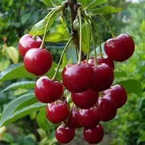 Дюк ФАКЕЛ в Мозыре