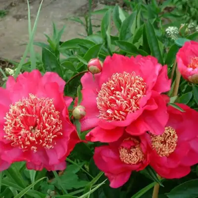 Пион БАРРИНГТОН БЕЛЬ травянистый в Мозыре