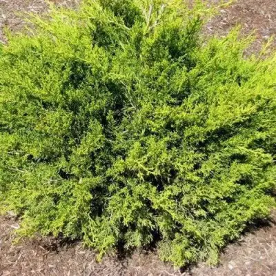 Можжевельник ИЗАБЕЛИН китайский в Мозыре