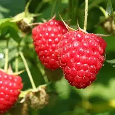 Малина БАЛЬЗАМ в Мозыре