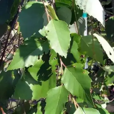 Береза САММЕР КАСКАД черная в Мозыре